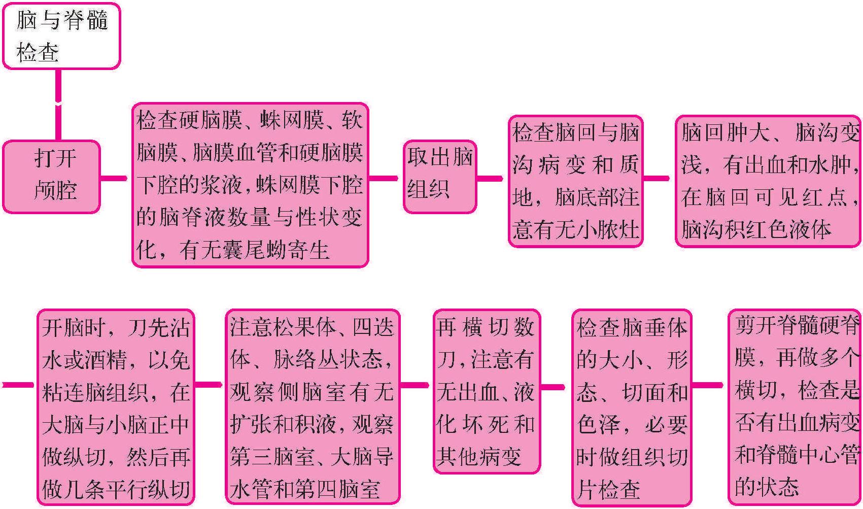 十六、脑与脊髓